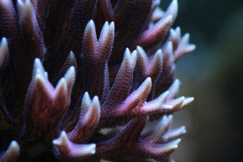 Hystrix (Medium).JPG
