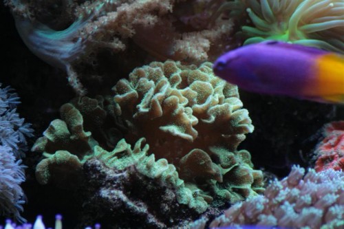 Pavona decussata (Medium).JPG