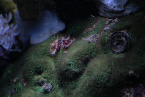Porites-1 (Medium).JPG