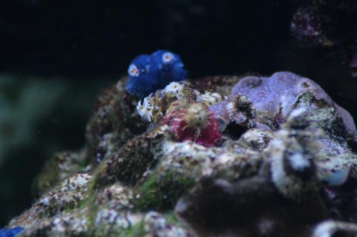 Porites-2 (Medium).JPG