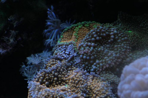 Ricordea-1 (Medium).JPG