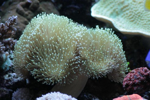 Sarcophyton-1 (Medium).JPG