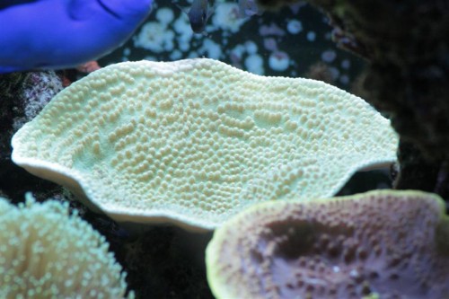 Turbinaria-1 (Medium).JPG