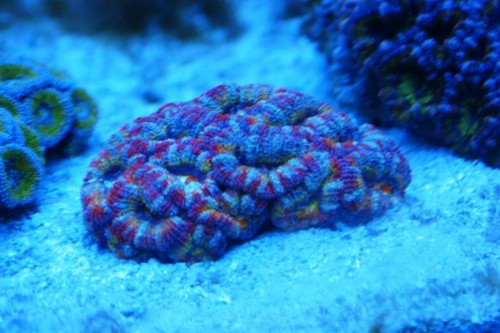 Acan.JPG