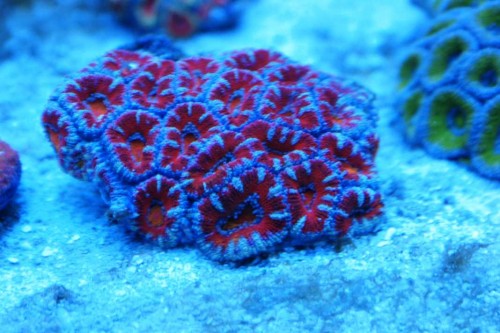 Acan1.JPG