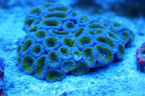 Acan2.JPG