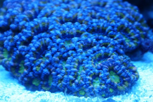 Acan3.JPG