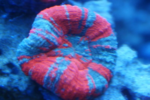 Scoly4.JPG