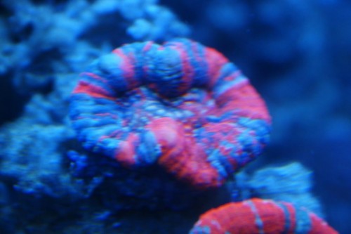 Scoly5.JPG