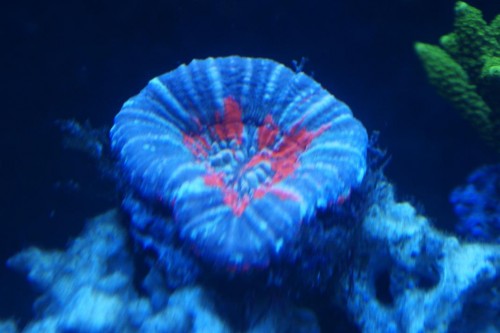 Scoly6.JPG