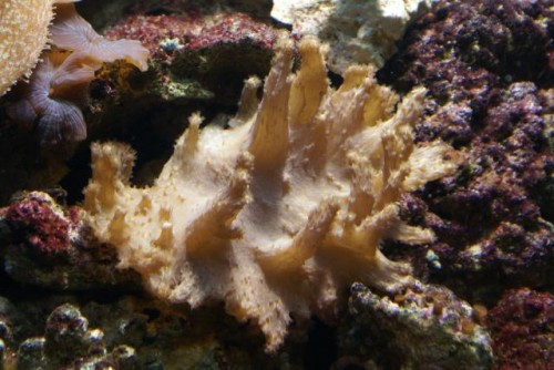 Lobophyton