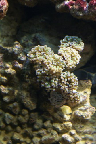 Euphyllia paraancora