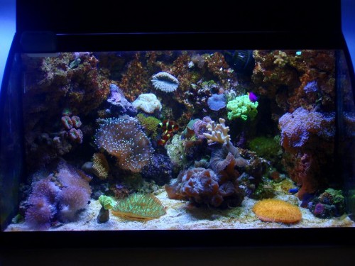 26-01 2010 closeup.JPG