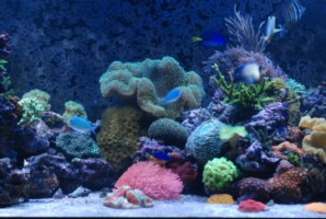 DSC_0787 [320x200].JPG