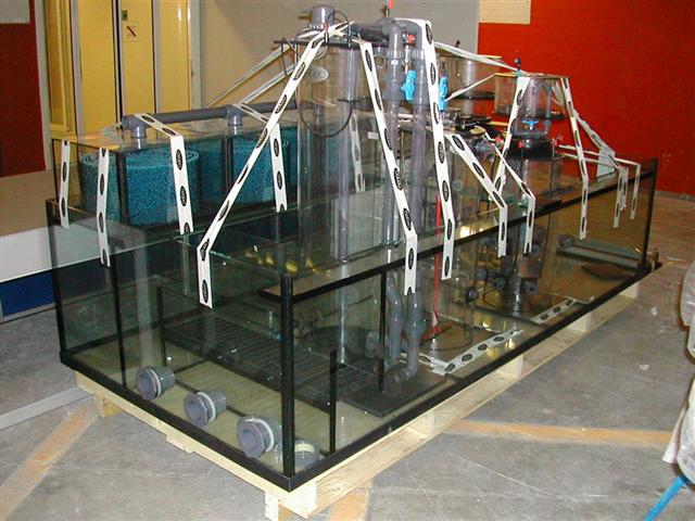 Akvarie stor c. nord 008 (Small).jpg