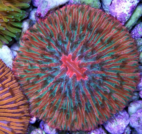 SunDialFungia (Small).jpg