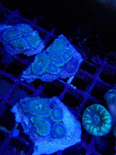 frag-time 031 (Small).jpg