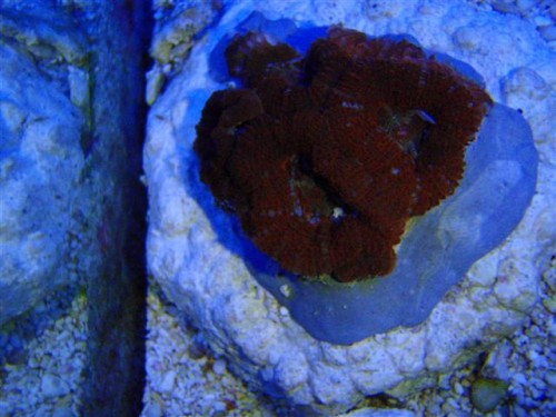 frag-time 045 (Small).jpg