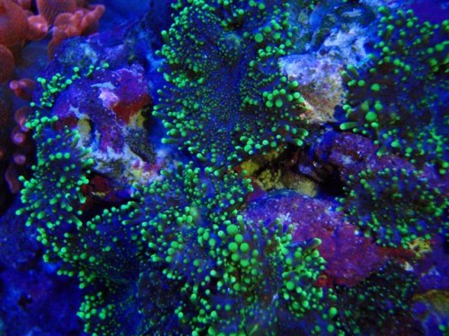 frag-time 040 (Small).jpg