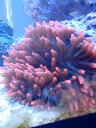 anemone.JPG