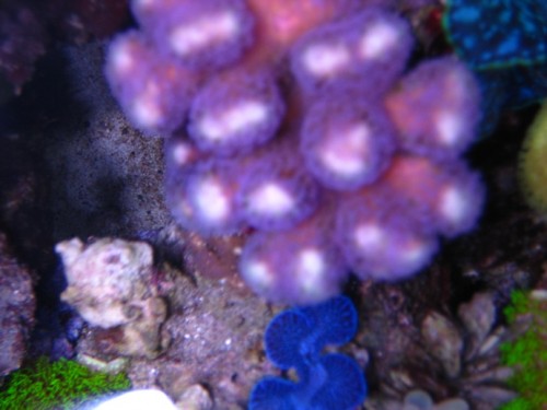 Min helt lilla stylopora med gule spidser