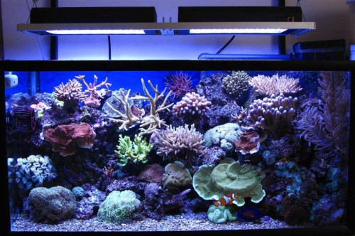 happy LED reef (Medium).jpg