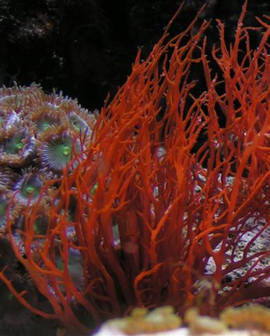 unknown red algae (daylight) (Small).jpg