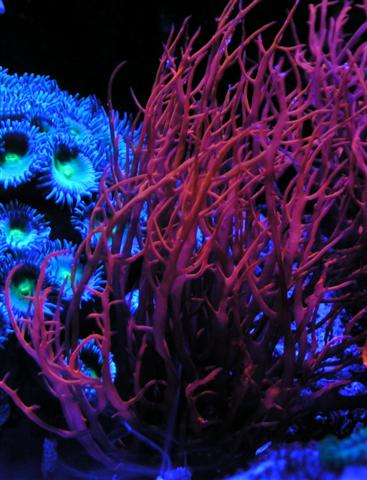 unknown red algae (blue light) (Small).jpg