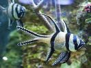 3 stk Pterapogon kauderni