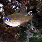 5 stk Zoramia leptacanthus