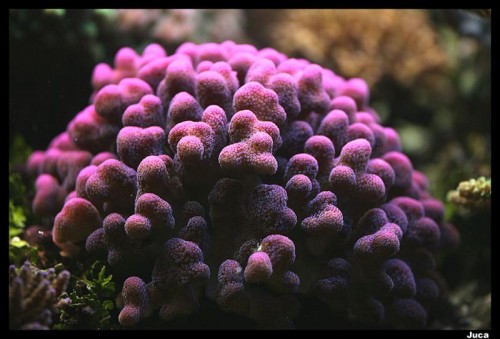 Montipora.jpg