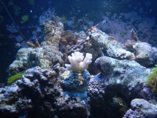 Pocillopora