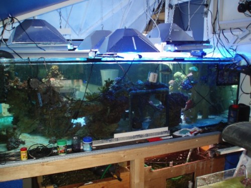 172.jpg (113.01 KiB) Vist 1940 gange akvariets bagside, mangler bagbeklædning, og er ikke helt enig med mig selv om hvad jeg vil benytte til det