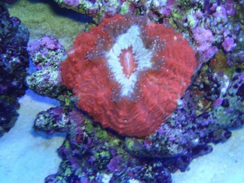 29.jpg (52.17 KiB) Vist 1932 gange ..