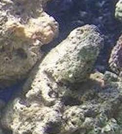 Leguan ?