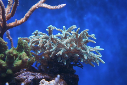 Seriatopora caliendrum