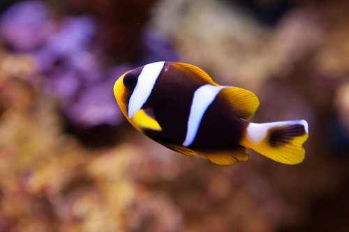 Den nye clarkii.