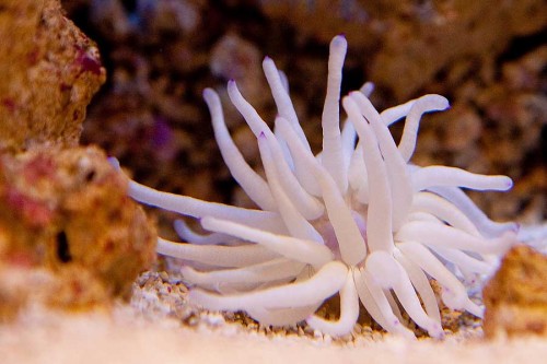 Den lille søanemone.