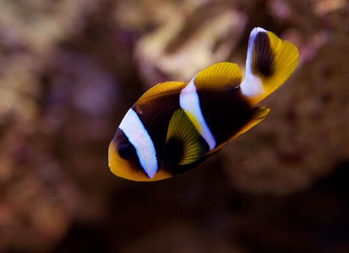 Den nye clarkii.