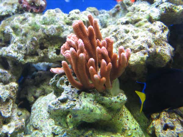 Montipora.jpg