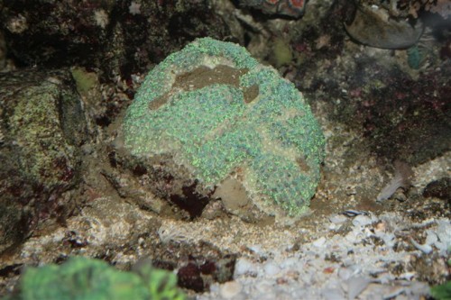 goniopora 07032009-13032010 (Medium).JPG (95.73 KiB) Vist 5023 gange 1 år og nogle få dage efter jeg fik Goni'en