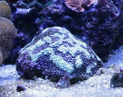Goniopora 14-05-2009 (Medium).JPG