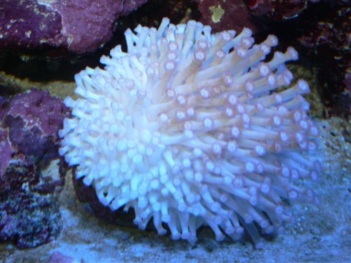 mlf7 007 (Small).jpg