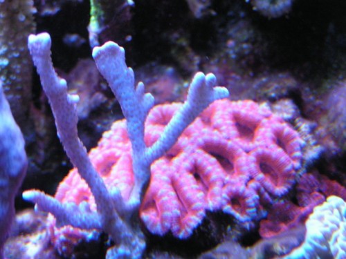 forum pic 122.jpg