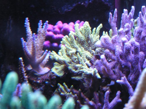 forum pic 116.jpg