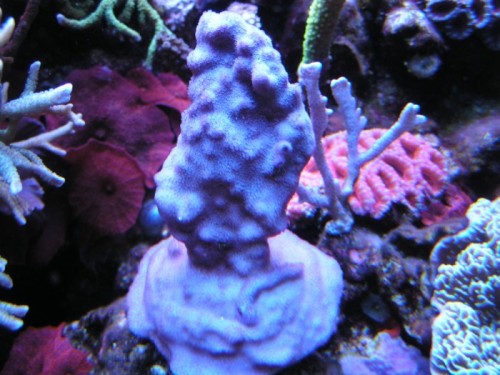 forum pic 113.jpg
