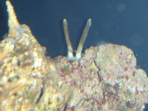 P3241036 (600 x 450).jpg