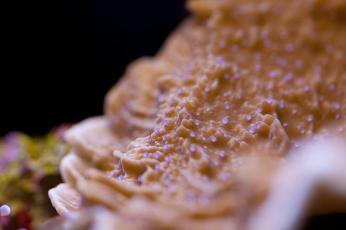 MACRO (21 of 21).jpg