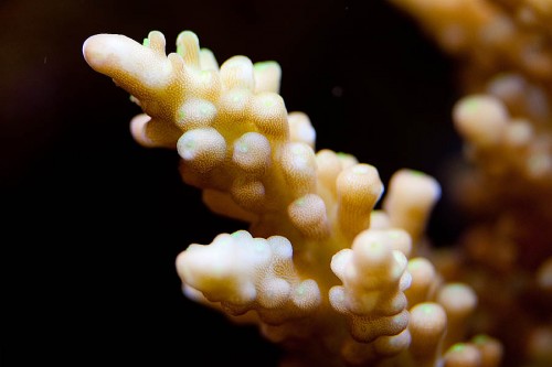 MACRO (20 of 21).jpg