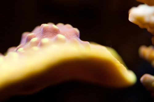 MACRO (19 of 21).jpg